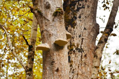 Güzel bir ağaç gövdeleri orman manzarası