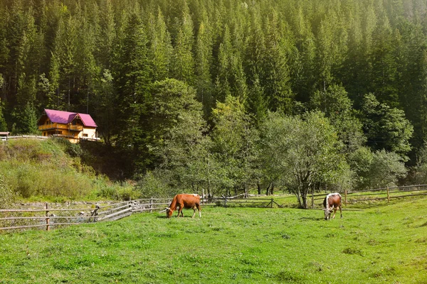 美丽的风景与逗人喜爱的母牛放牧在绿色草 — 图库照片