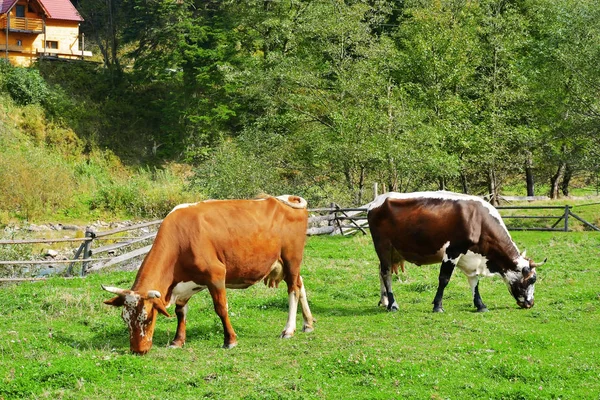 可爱的奶牛在青草上放牧 — 图库照片