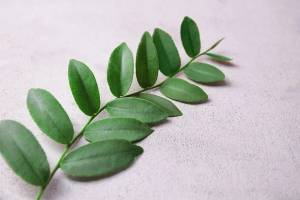 Gren med gröna blad — Stockfoto