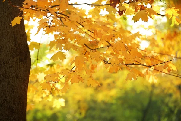 Albero con foglie dorate nel parco autunnale — Foto Stock