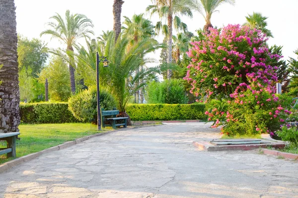 Parc avec palmiers tropicaux — Photo