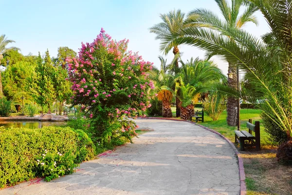 Park with tropical palms — Stock Photo, Image