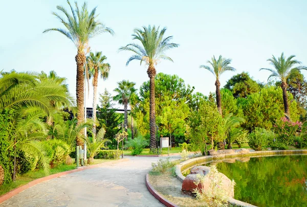 Parque con estanque y palmeras tropicales — Foto de Stock