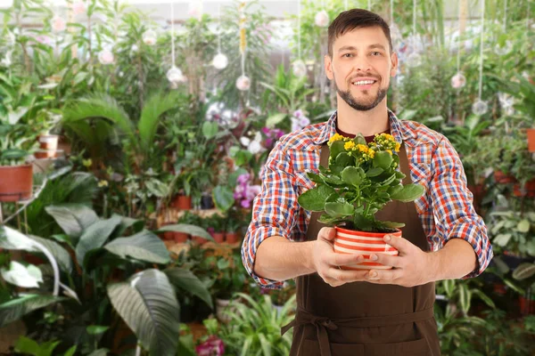 Proprietario di affari floreali con pianta d'appartamento nel suo negozio di fiori — Foto Stock