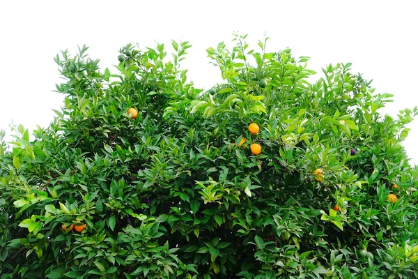 Laranjeira Com Laranjas Maduras Crescendo Jardim — Fotografia de Stock