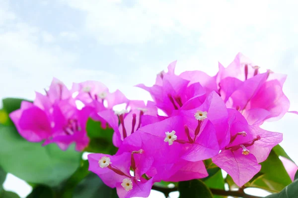 Tropických Růžové Kvetoucí Květiny Closeup — Stock fotografie