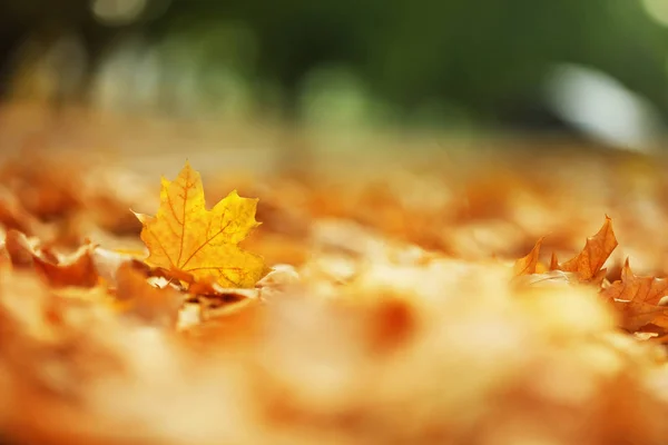 Падіння листя на землі в осінньому парку — стокове фото