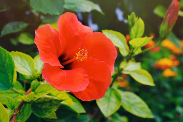 Bela Flor Tropical Vermelha Close — Fotografia de Stock