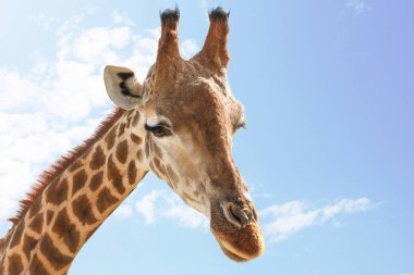 Mavi gökyüzü karşı sevimli zürafa