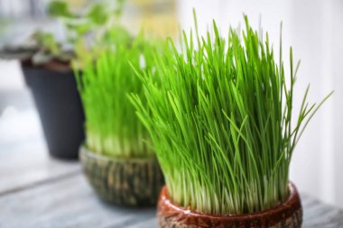 Ahşap masa üzerinde buğday çim ile pota