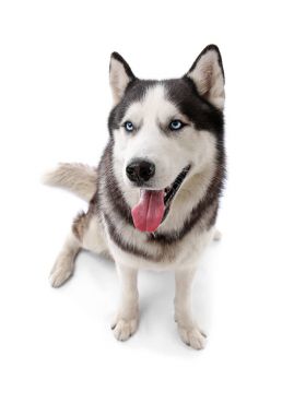 Beyaz arka plan üzerinde şirin Husky köpek