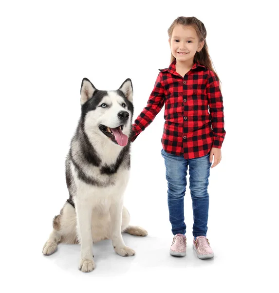 Gadis kecil dengan anjing Husky lucu di latar belakang putih — Stok Foto