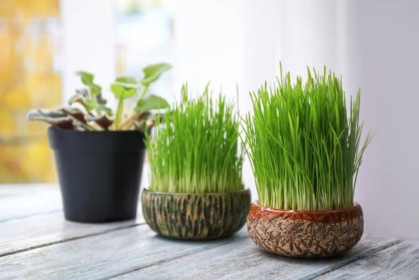 Pentole con erba di grano — Foto Stock