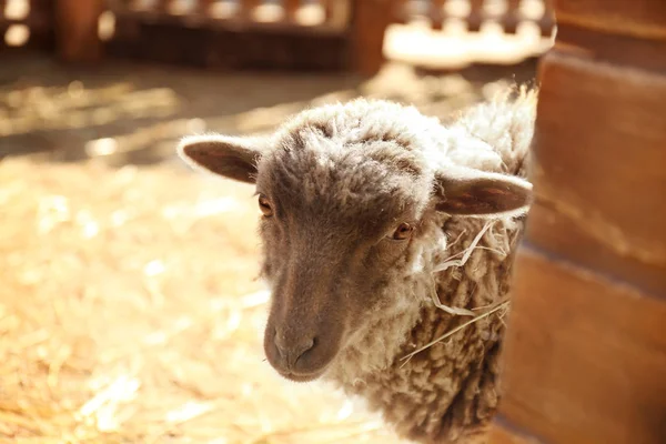 Cute sheep on farm — Stock Photo, Image