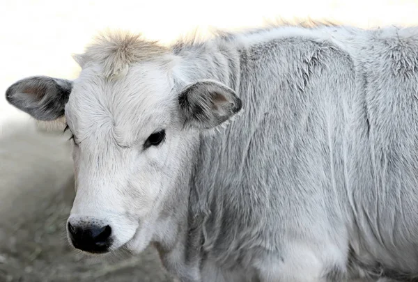 Mignonne vache à la ferme — Photo