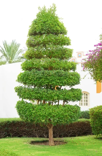 Hermoso árbol en el parque verde — Foto de Stock