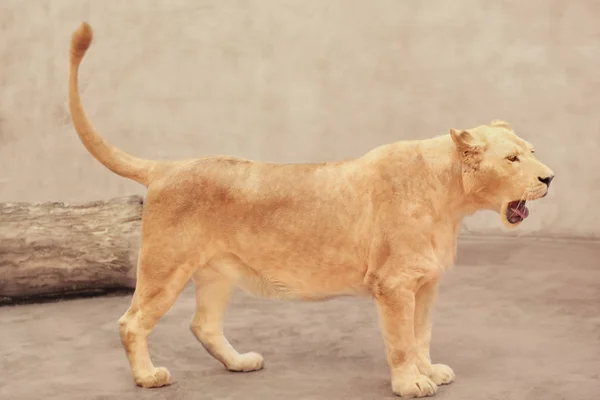 Beautiful lioness in zoo — Stock Photo, Image