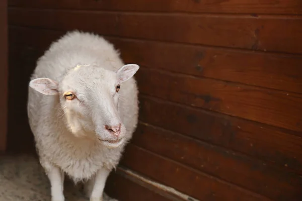 Cute sheep on farm — Stock Photo, Image