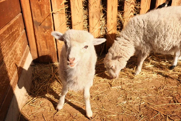 Pecora con agnello carino in azienda — Foto Stock