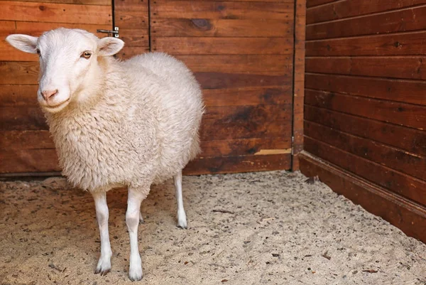 Cute sheep on farm — Stock Photo, Image