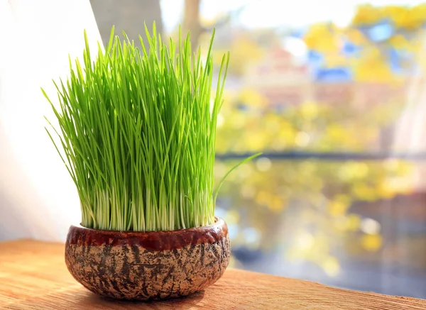 Pot with wheat grass — Stock Photo, Image