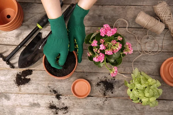 Mãos Femininas Com Panela Belas Flores Ferramentas Jardinagem Mesa Madeira — Fotografia de Stock