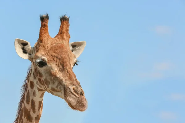 Linda jirafa contra el cielo azul — Foto de Stock
