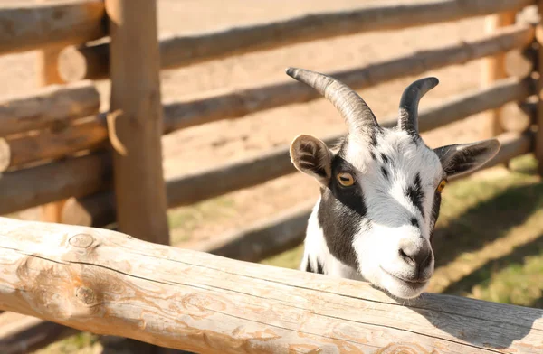 Cute goat on farm — Stock Photo, Image