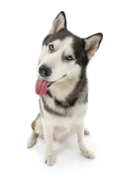 Cão Husky bonito no fundo branco — Fotografia de Stock