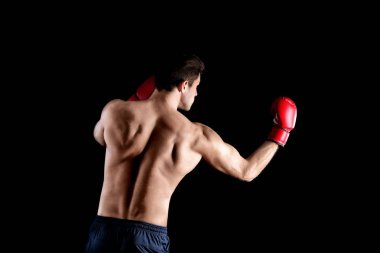 Çekici genç boksör 