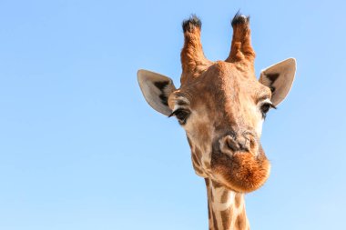 Mavi gökyüzü karşı sevimli zürafa