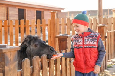 Sevimli küçük çocuk hayvanat bahçesinde Pony besleme