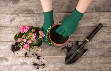 Pot, güzel çiçek ve Bahçe aletleri ahşap masa üzerinde eller