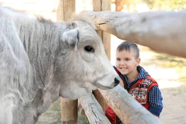 Little boy with cow in petting zoo — Stock Photo, Image