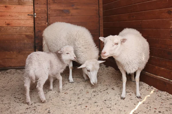 Owce z ładny Baranek na farmie — Zdjęcie stockowe