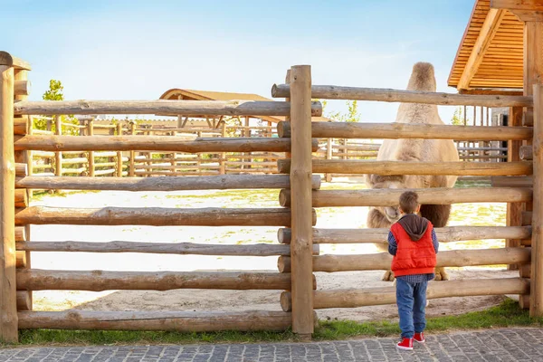 Little boy looking at camel in petting zoo — Stock Photo, Image