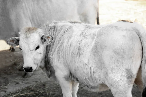 Vaca gira na fazenda — Fotografia de Stock