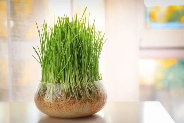 Cuenco de vidrio con hierba de trigo — Foto de Stock