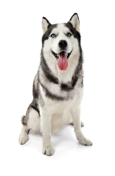 白い背景の上のかわいいハスキー犬 — ストック写真