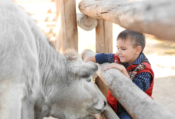 Mały chłopiec z krowy w mini zoo — Zdjęcie stockowe