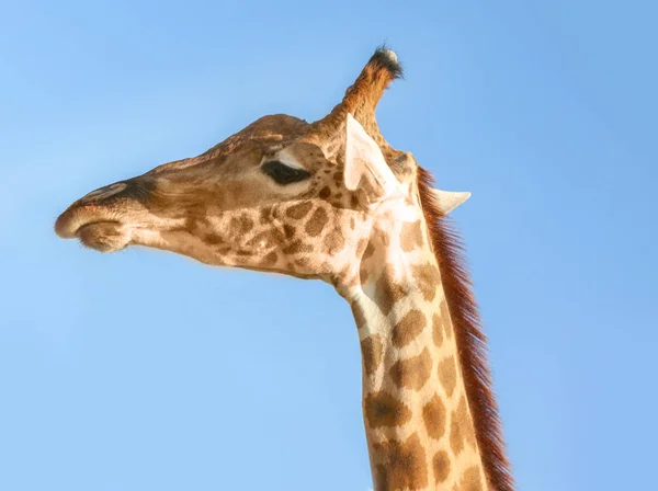 Cute giraffe against blue sky — Stock Photo, Image