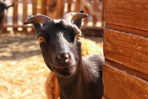 귀여운 염소 농장에 — 스톡 사진