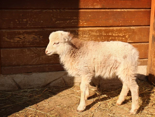 Sevimli küçük kuzu çiftliğinde — Stok fotoğraf