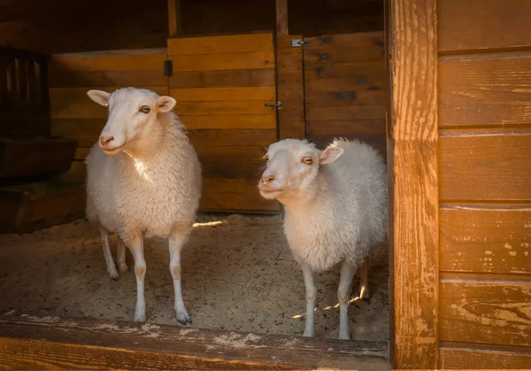 Cute sheep on farm — Stock Photo, Image