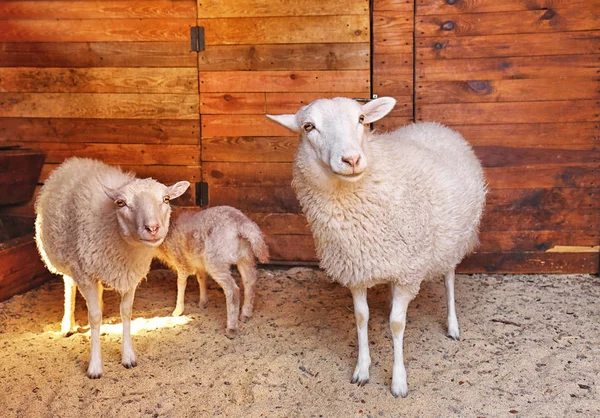 Pecora con agnello carino in azienda — Foto Stock