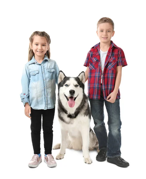 Petits enfants mignons avec chien Husky sur fond blanc — Photo