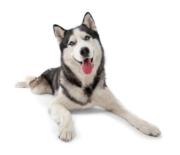Cão Husky bonito no fundo branco — Fotografia de Stock