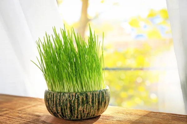 Maceta con hierba de trigo —  Fotos de Stock