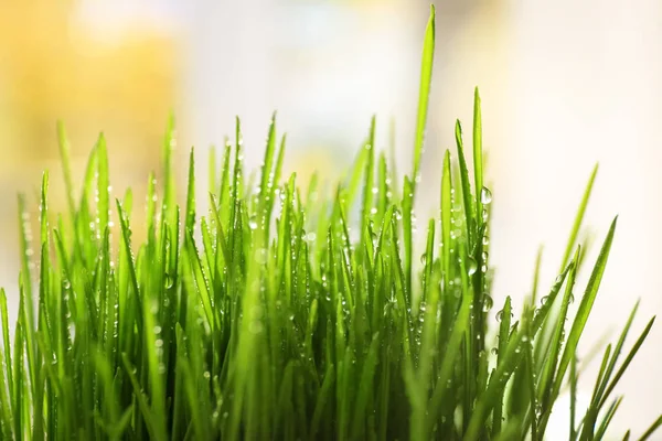 新鲜小麦草 — 图库照片